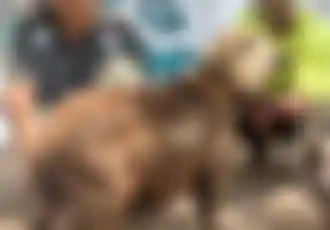 فيديو توثيقي للأضحية